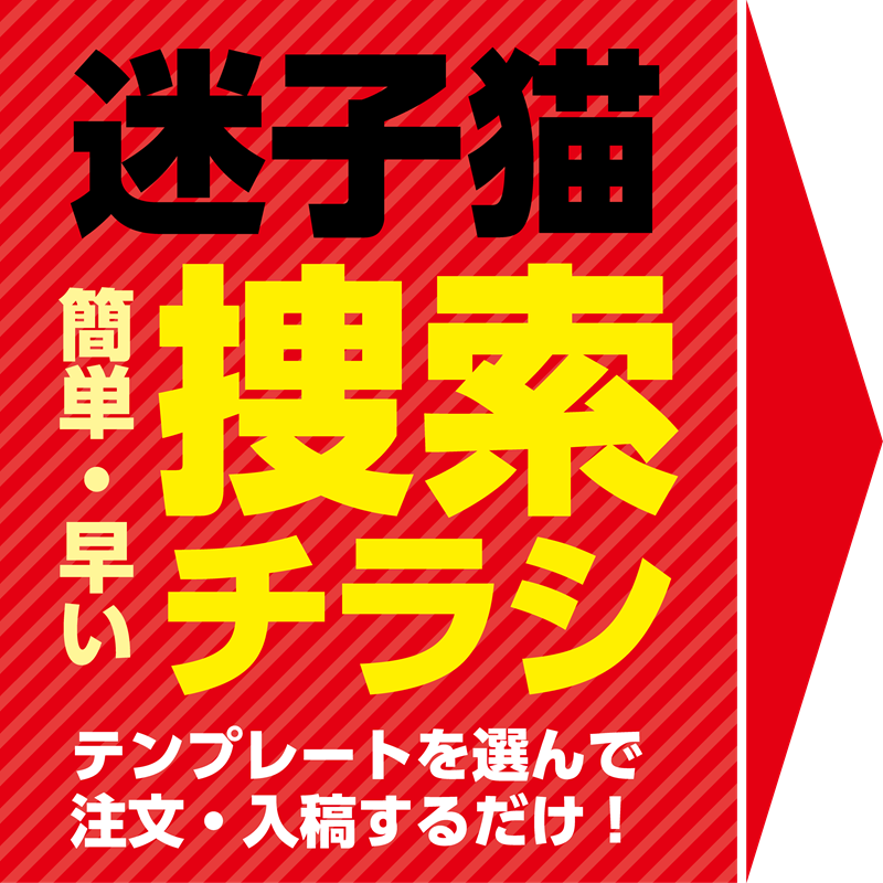 迷子猫捜索チラシ