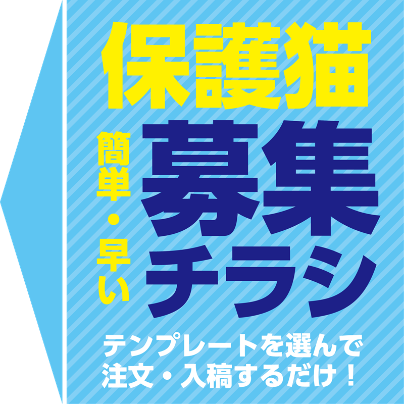 保護猫募集チラシ
